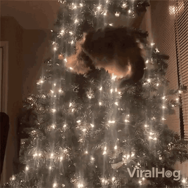 Cat Panicking Viralhog GIF - Cat Panicking Viralhog Cat Holding Onto A Tree GIFs