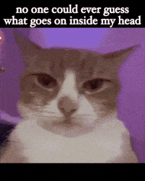 a cat with a purple background and the words " no one could ever guess what goes on inside my head "
