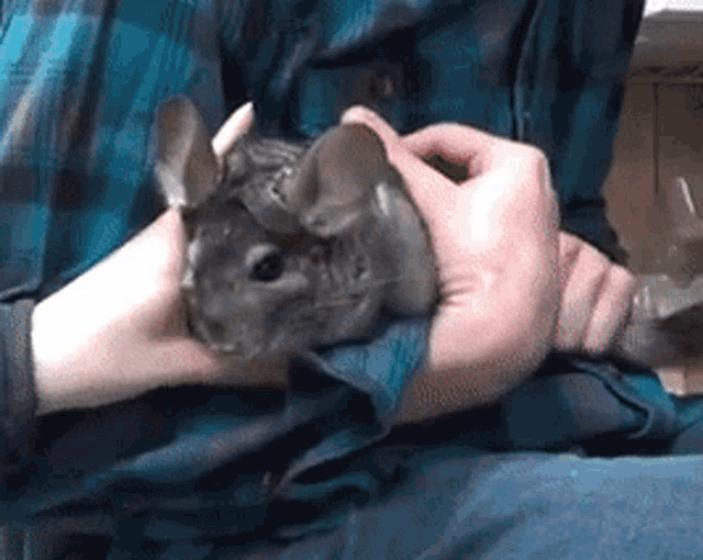 a person in a plaid shirt is holding a chinchilla