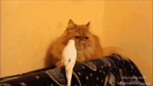 I'M Not Touching You! GIF - Parrot Cat Bird GIFs
