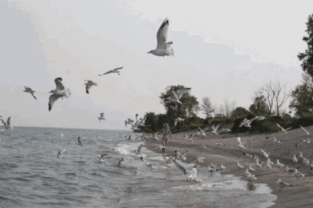 a flock of seagulls flying over a sandy beach