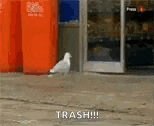a seagull is standing in front of a trash can and says trash .