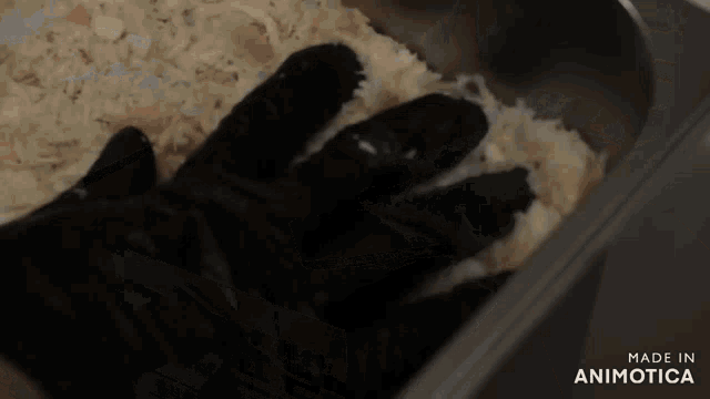 a close up of a bowl of food with the words made in animatica on the bottom