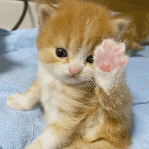 a brown and white kitten with a pink paw is laying on a blue towel