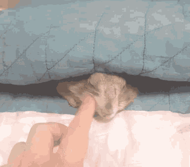 프레리독 이불속 이불 담요 침대 피곤 졸려 GIF - Prairie Dog In Bed Blanket GIFs