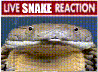 a picture of a snake with the words live snake reaction