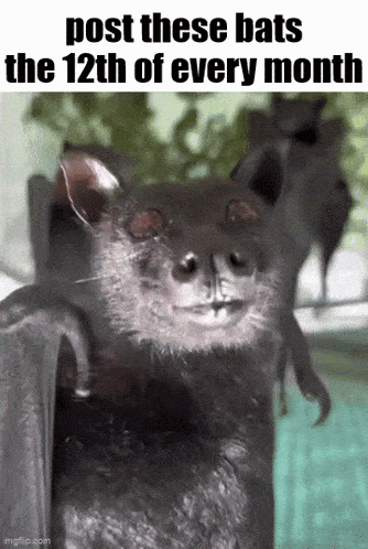 a picture of a bat with the caption `` post these bats the 12th of every month ''