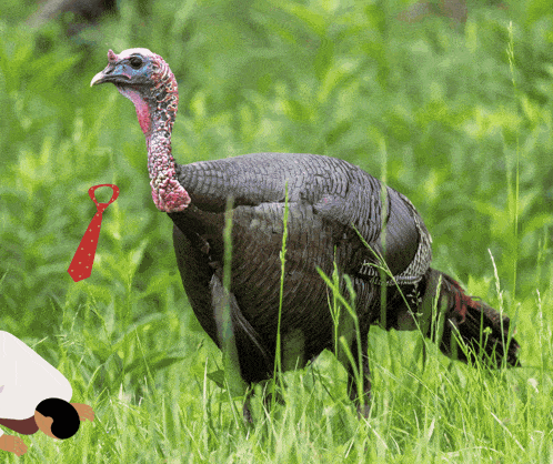 a turkey with a red tie on its neck is standing in the grass