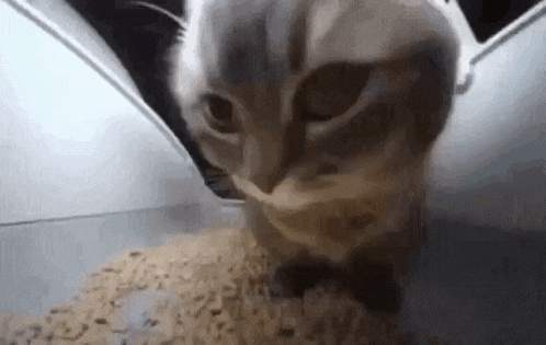 a close up of a cat eating rice from a bowl .
