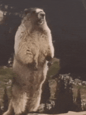 a sheep is standing on its hind legs with sparklers around it