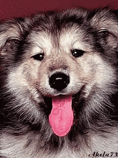 a close up of a dog 's face with its pink tongue sticking out
