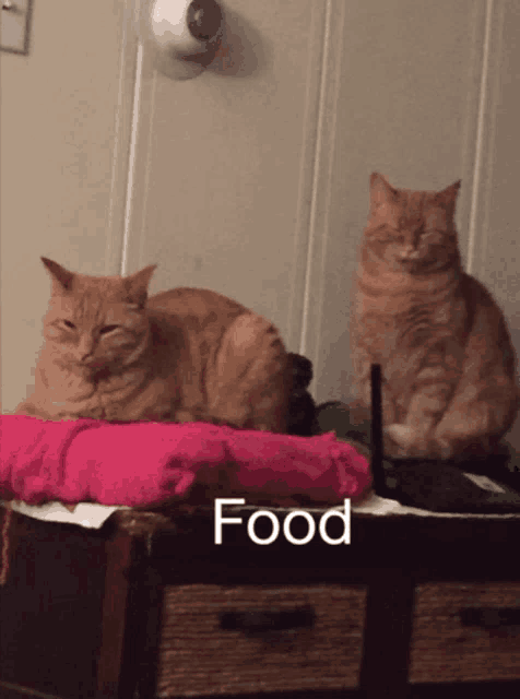 two cats are sitting on a table with the word food written on it