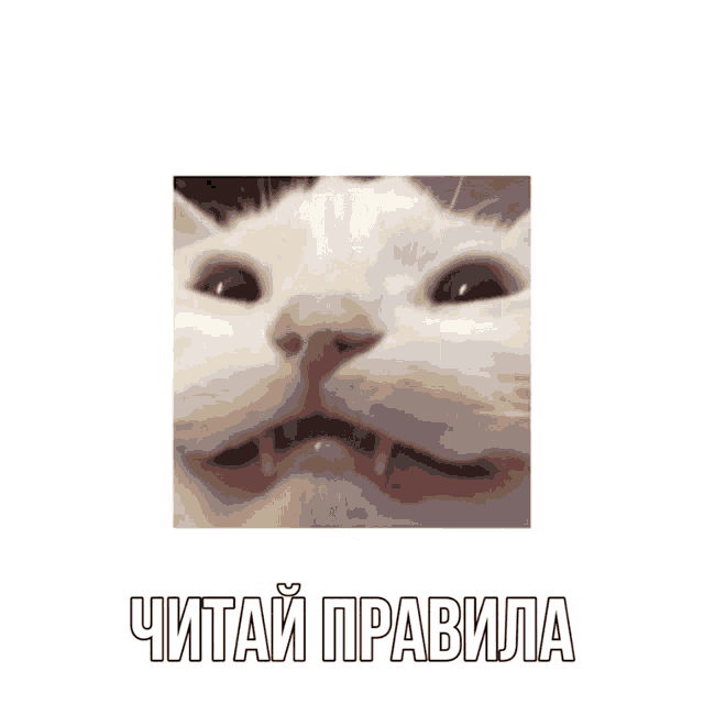 читай правила GIF