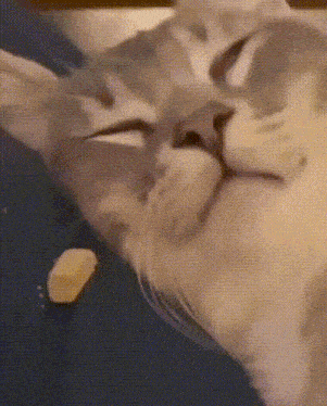 a close up of a cat 's face with a piece of food in its mouth