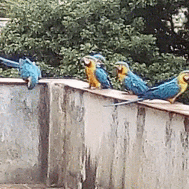 a row of blue and yellow birds sitting on a concrete wall
