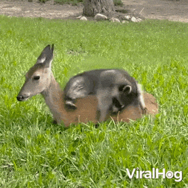 Wake Up Babe Deer GIF - Wake Up Babe Deer Raccoon GIFs