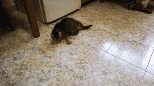 a cat is laying on a tiled floor in front of a refrigerator