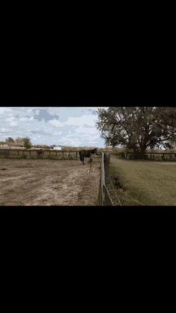 two horses are running in a dirt field with a dog .