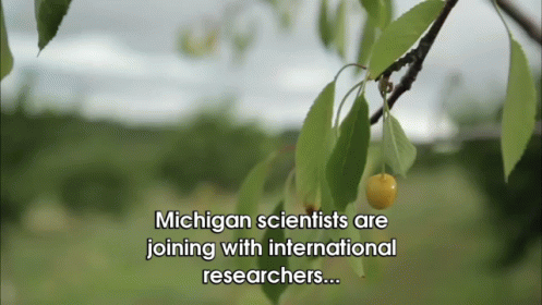 A Sour Season For Michigan Cherry Farmers GIF - Michigan Cherry Food GIFs
