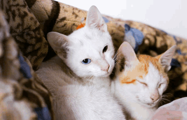 two kittens are laying under a blanket and one has blue eyes