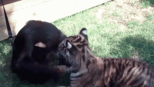 a tiger cub is playing with a black bear