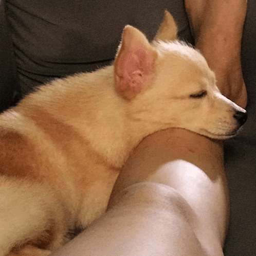 a dog is laying on a person 's arm
