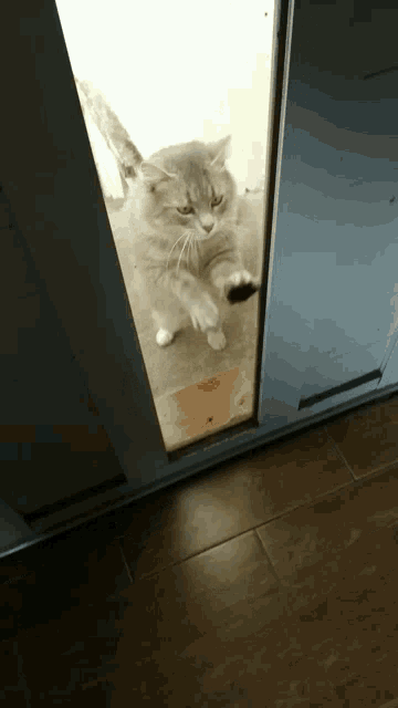 Gato Cat GIF - Gato Cat Cute GIFs