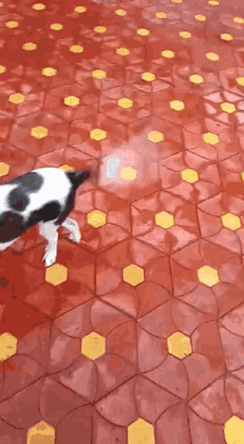 a black and white dog is walking on a red tiled floor