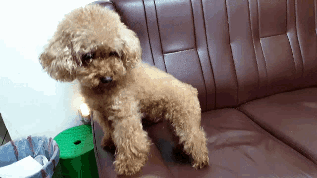 a small brown dog is standing on a brown couch