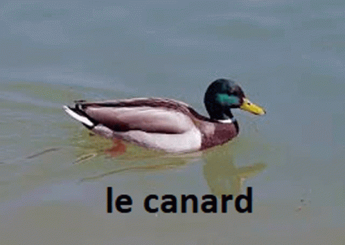 Le Canard GIF - Le Canard GIFs