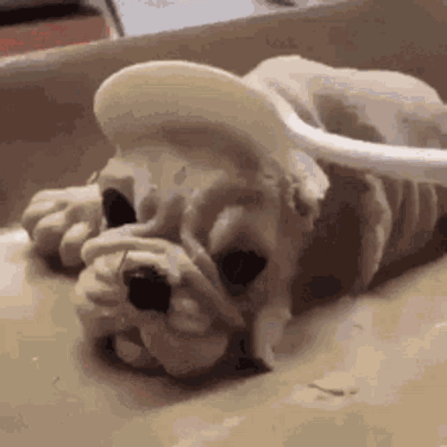 Horrified Dog GIF - Horrified Dog Cake GIFs