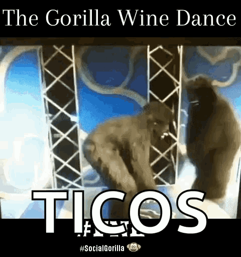 Fnl Gorilla Wine Dance GIF - Fnl Gorilla Wine Dance Gorilla GIFs
