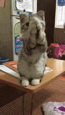 a cat sitting on a table with its paws on its face and a refrigerator in the background