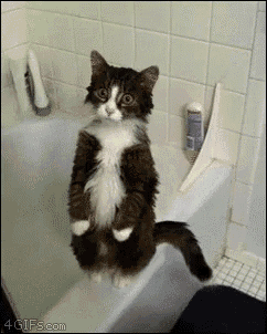 a cat standing on its hind legs in a bathtub with a 4gifs.com watermark