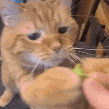 a close up of an orange cat being petted by a person 's hand
