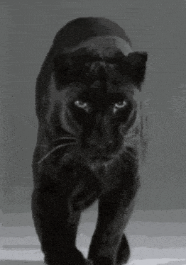 a black panther is walking across a white surface .