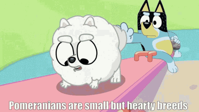 pomeranians are small but hearty breeds written on a cartoon