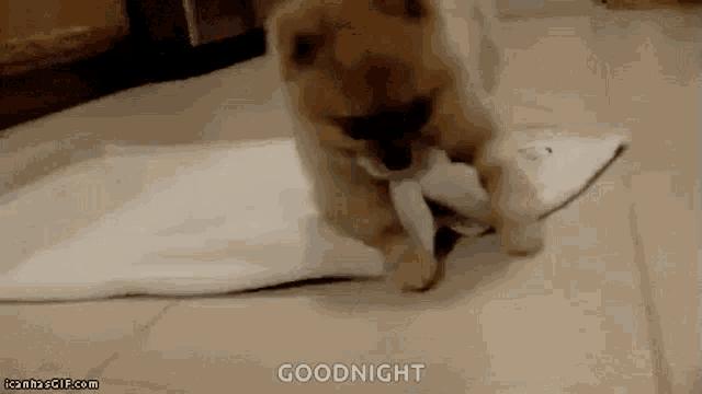 a puppy is playing with a piece of paper and says goodnight on the bottom .