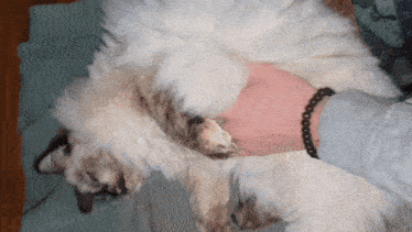 a person wearing a black bracelet is petting a cat