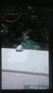 Frog Jump GIF - Frog Jump Suicidio GIFs