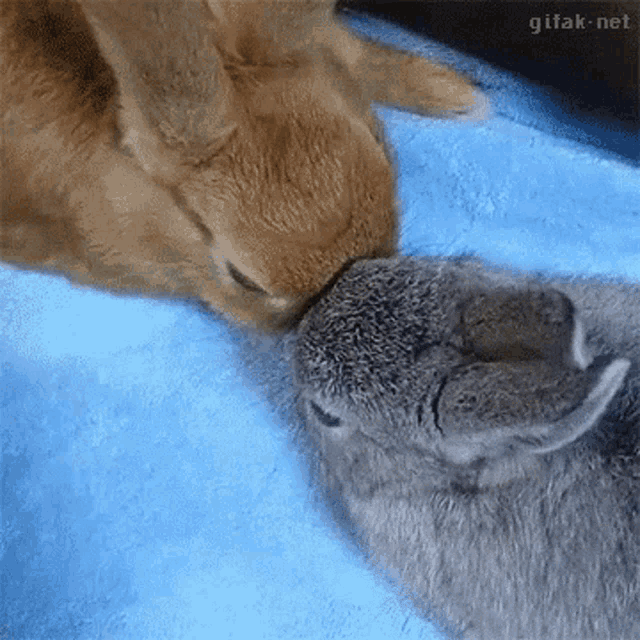 Cute Bunnies GIF - Cute Bunnies Sweet GIFs