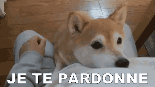 a dog is laying on a person 's lap with the words `` je te pardonne '' written above it .