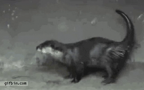 Otter Booty GIF - Otter Booty Dance GIFs