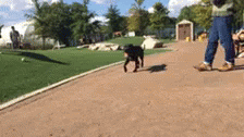 Fulton Dogpark GIF - Fulton Dogpark Dog GIFs