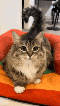a cat is laying on a rainbow pillow and looking at the camera