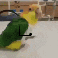 a parrot is sitting on a table with a clock on it .