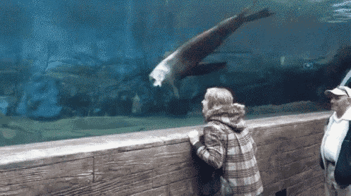 a woman is looking at a seal in an aquarium while a man looks on .