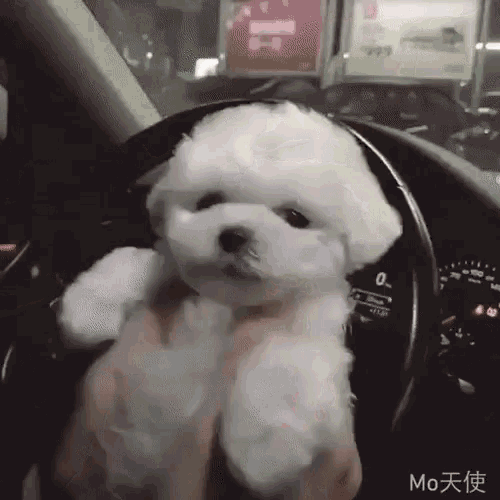 Puppy Smile GIF - Puppy Smile GIFs