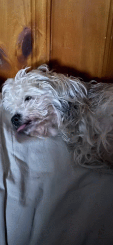 a white dog laying on a bed with its tongue out