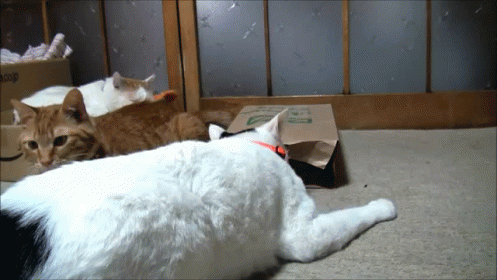 Could You Not? GIF - Cats Bags Cute GIFs